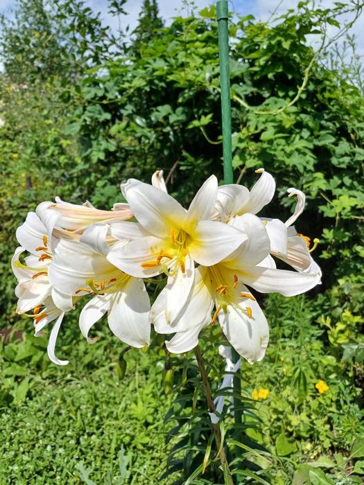 Дача 6 соток, с/т Дружба-1