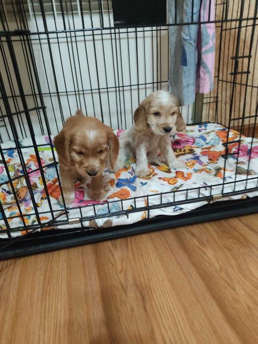 Продаются щенки английского кокера спаниеля