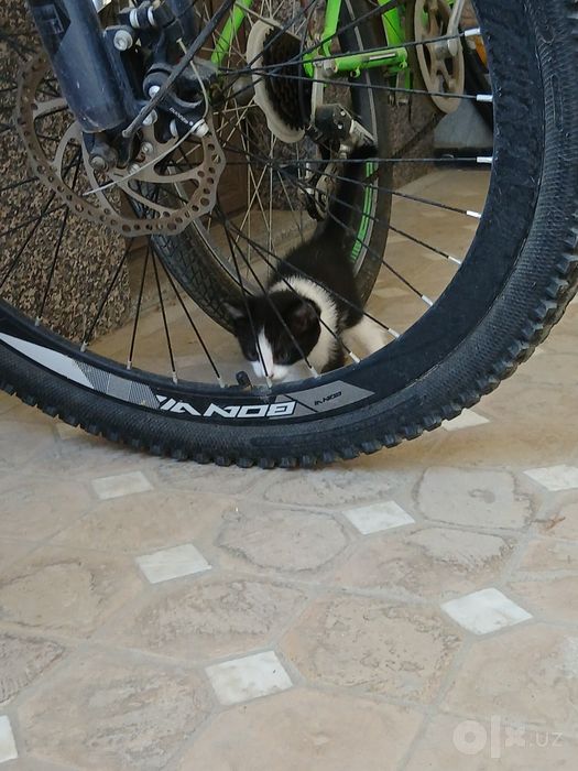 Черно-белый котенок