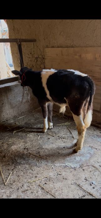 Срочни она бола сигр сотлади ювош