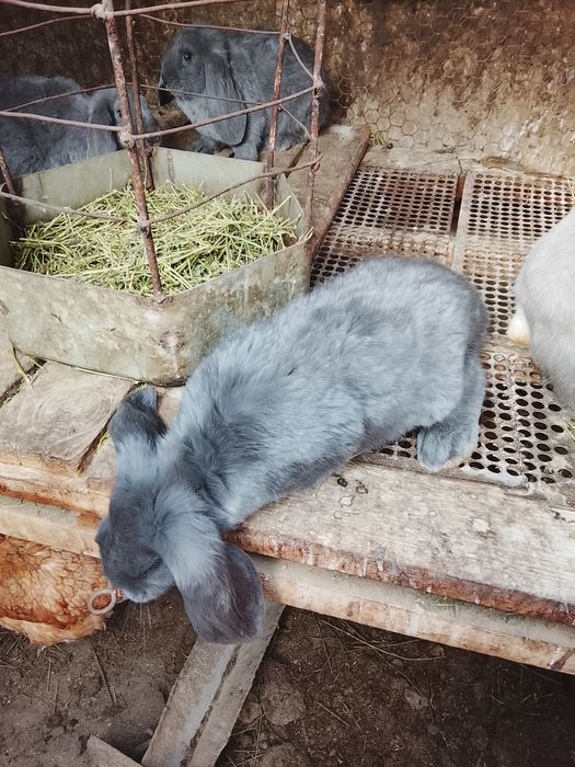 Продам крольчат французский баран