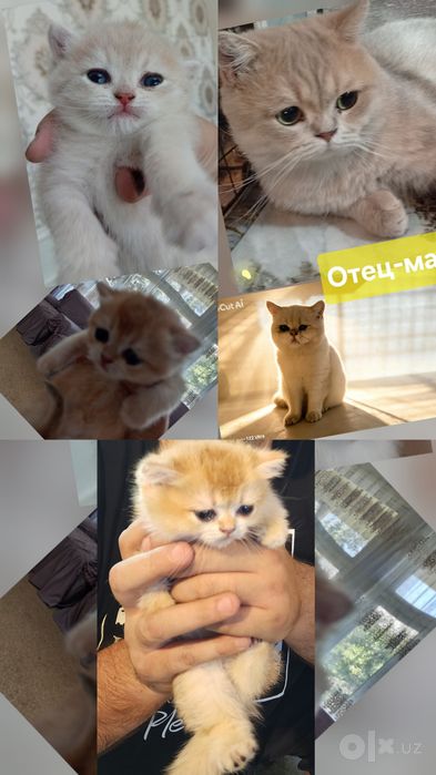 Мушукчалар. Котята. Британец золото