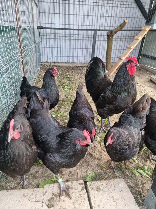 Vand gaini rasa Australorp varsta 1 an