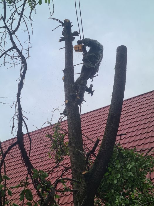 Спил деревев Агаш кесемыз