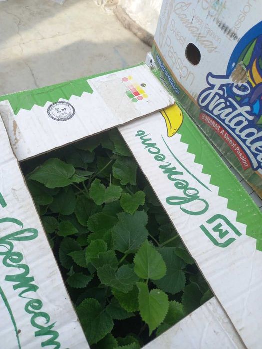 Павлония нихолчалари