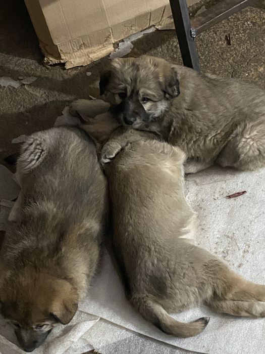 Щенки, больше месяца. Находятся в Астане, р-н Лесозавода