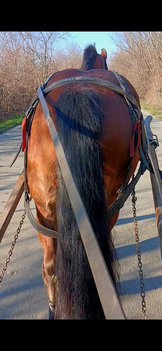 Iapa de vânzare de 6 ani