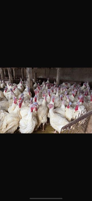 Curci,curcani albi de carne