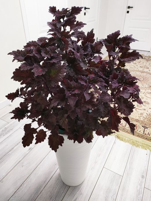 Цветы домашние, доставка