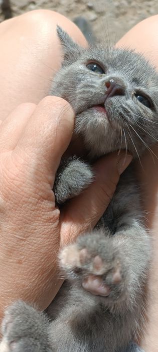 Котята породистые