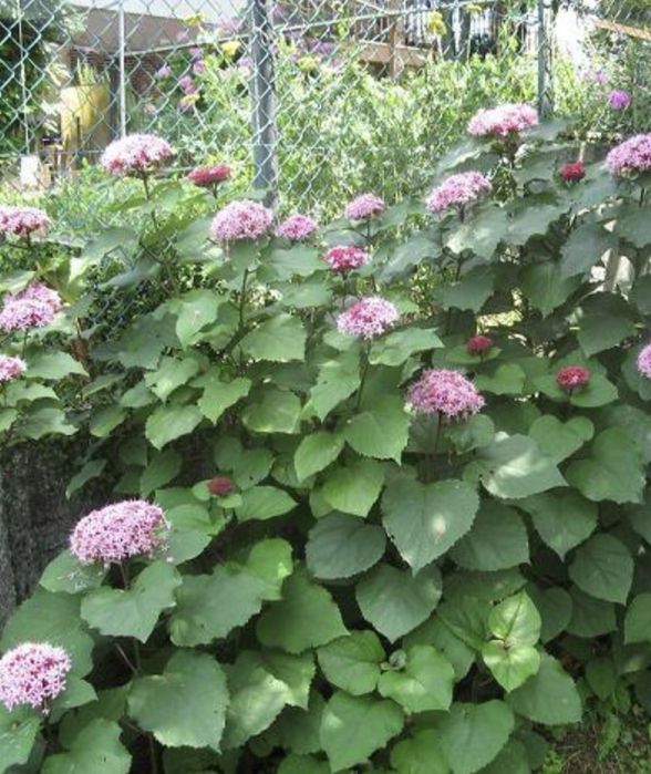 Гортензия Цветы Клеродендрум Бунге