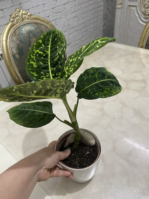 Диффинбахия сорт рефлектор