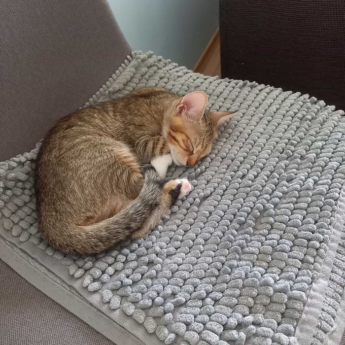 Малко женско коте
