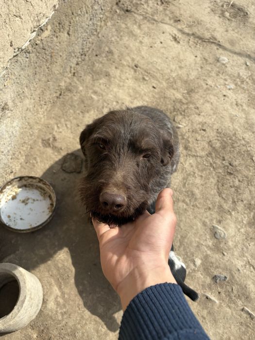 Дратхар девушка рабочий