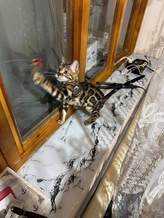 Продаётся бенгалский