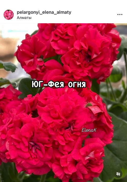 Пеларгония сортовая -черенки, стартеры и кусты