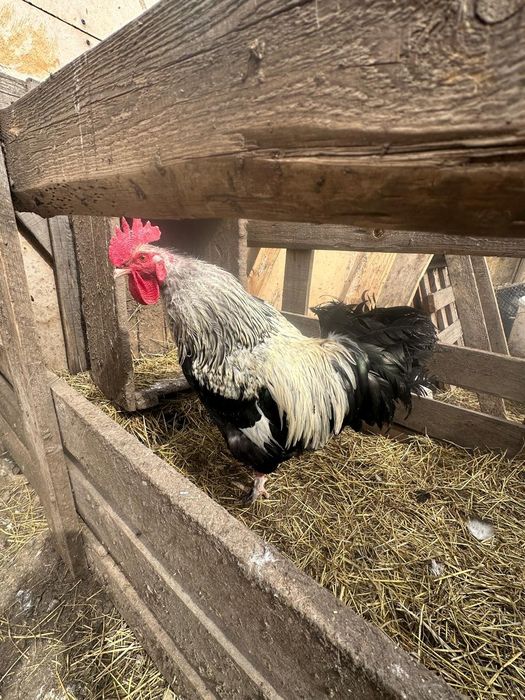 Продам домашних молодых петухоы