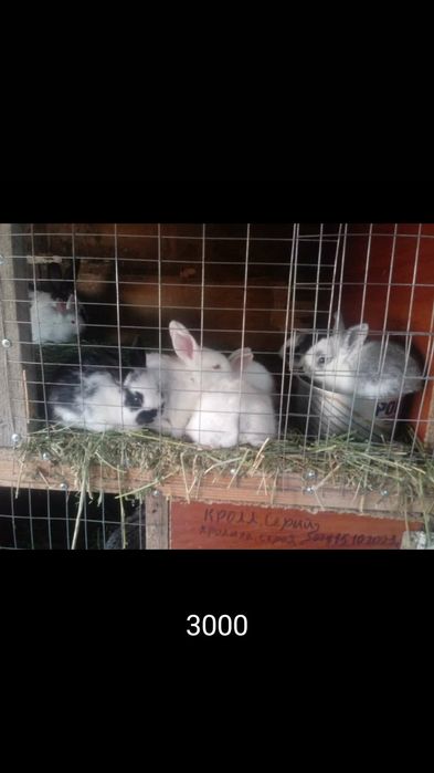 Кральчата виликаны чыстые месячные