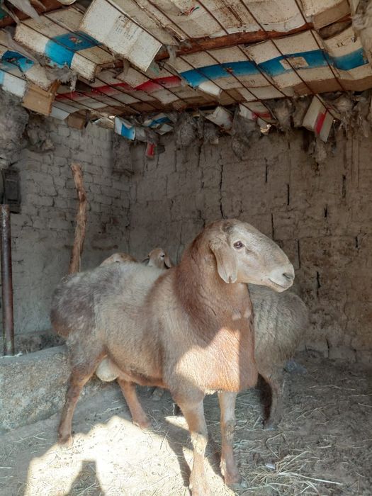 Арашан қойлари сатылады