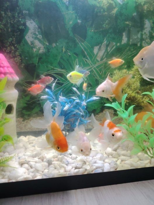 Akvarium va baliqlar sotiladi
httpАквариум