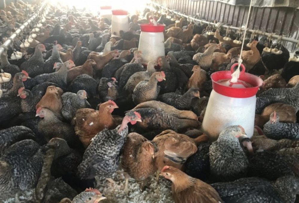 Pui rasa mixta porumbac și roși