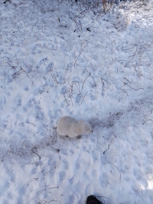 Отдам щенков в хорошие руки