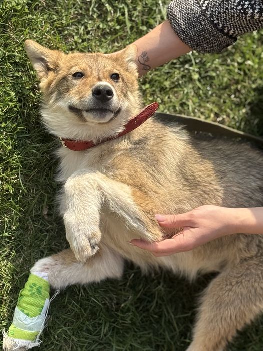 Отдам щеночка в добрые руки