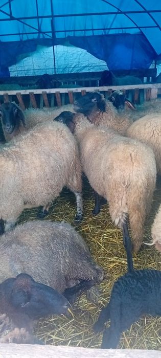 Vând 30 de oi carabase