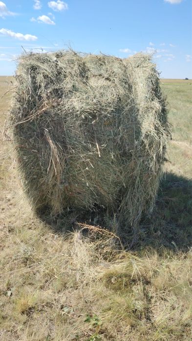Продам сено этого года