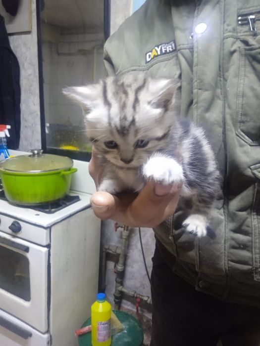 Отдам котят в добрые руки