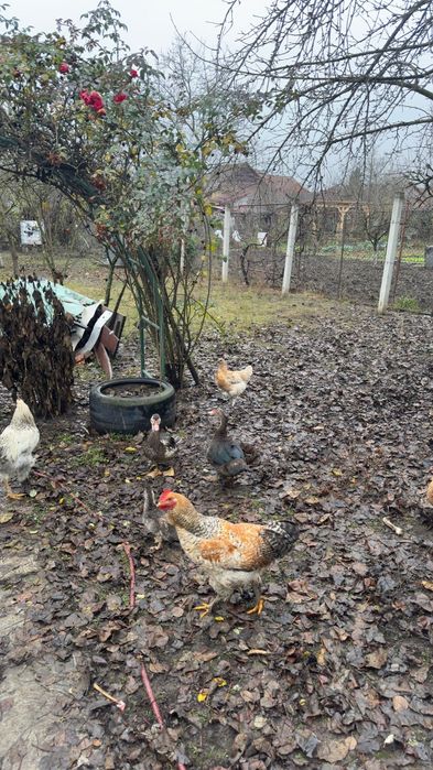 Vând rate .Crescute cu porumb și viermi