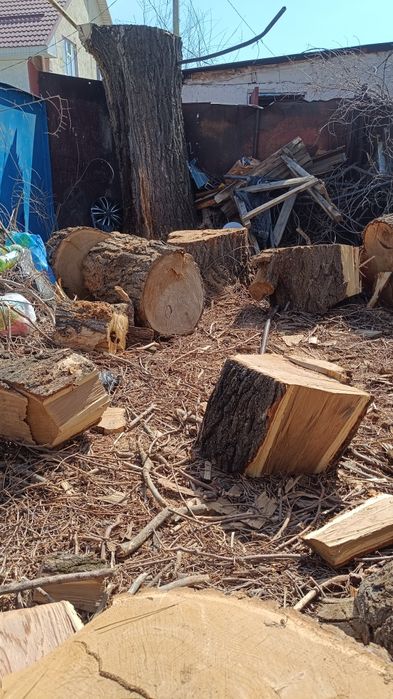 Карагаш бесплатно