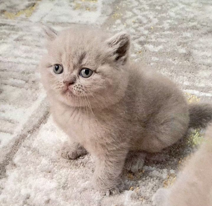 Котята от правильной вязки