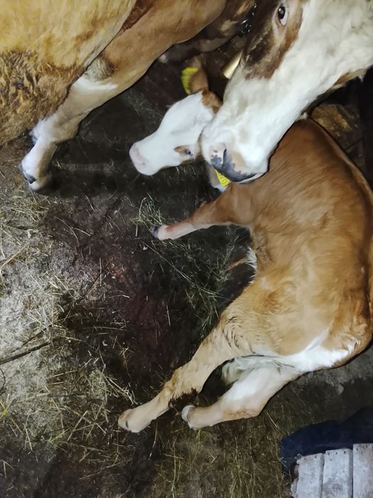 Vând vițel bălțat