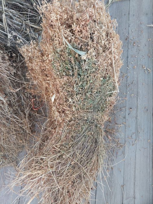 Беда  Йўринжа бор