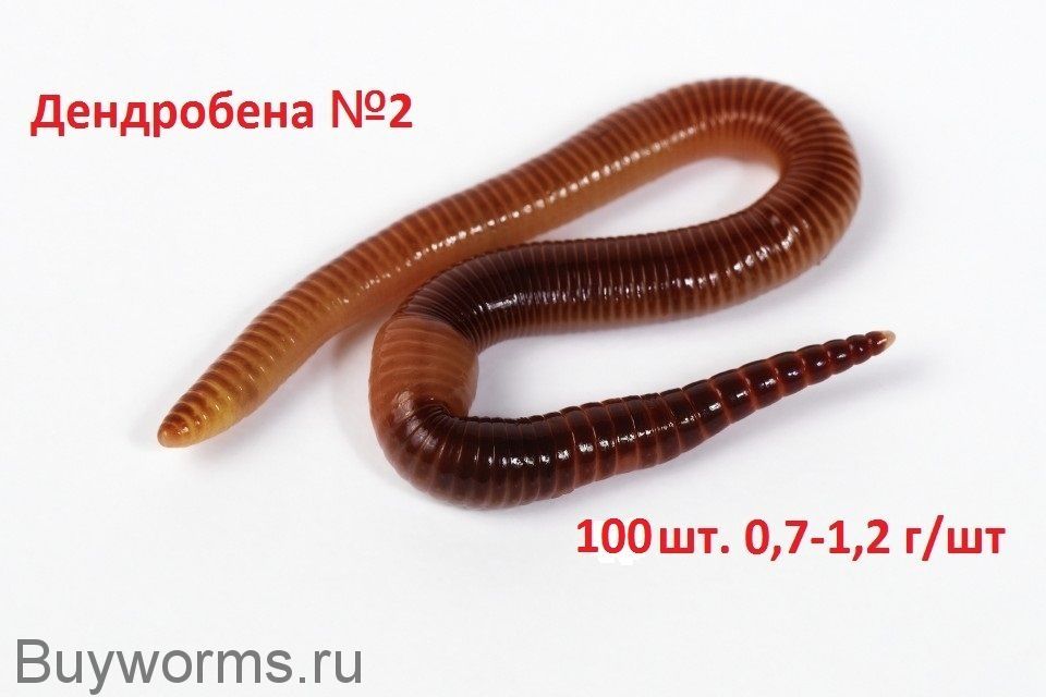 Продам червя дендробена