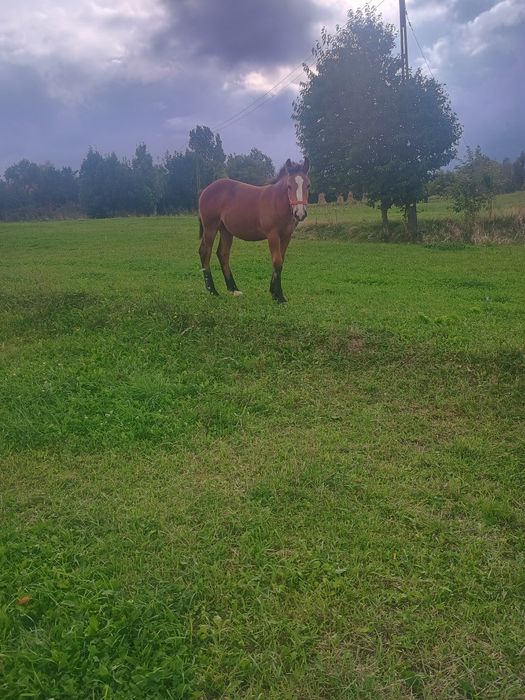 Mânzuca de 4 luni