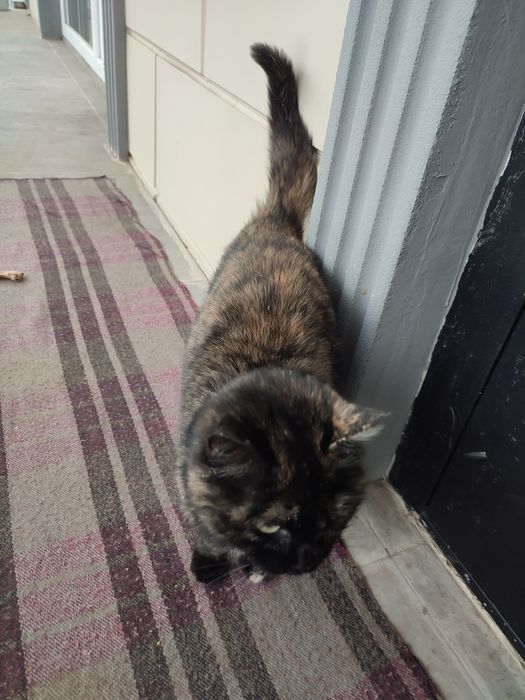 Кошка девочка трёхцветная