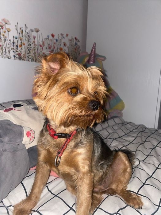 Pet-sitter- bona animale
