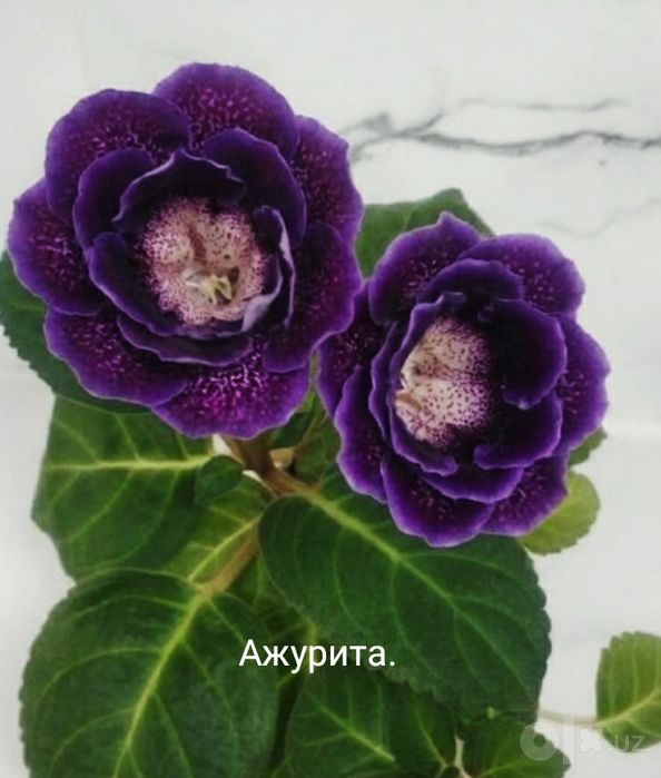 Глоксинии в роспуске.
