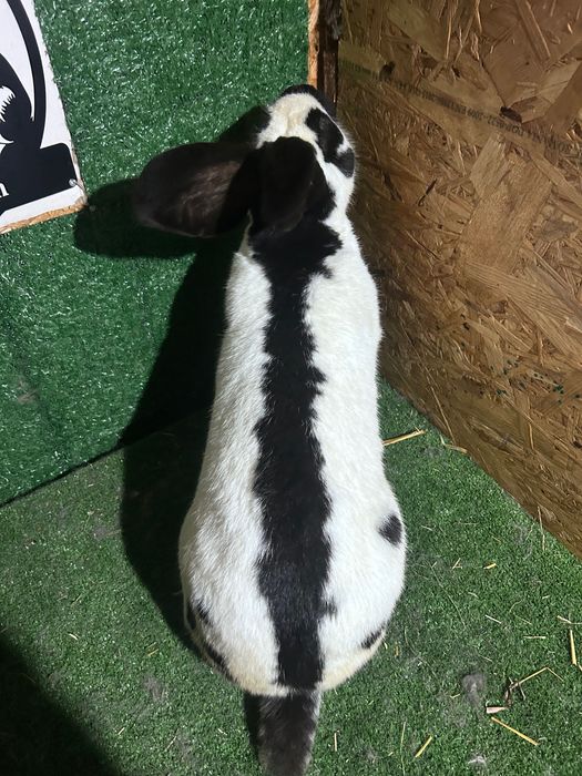 Mascul Fluture German