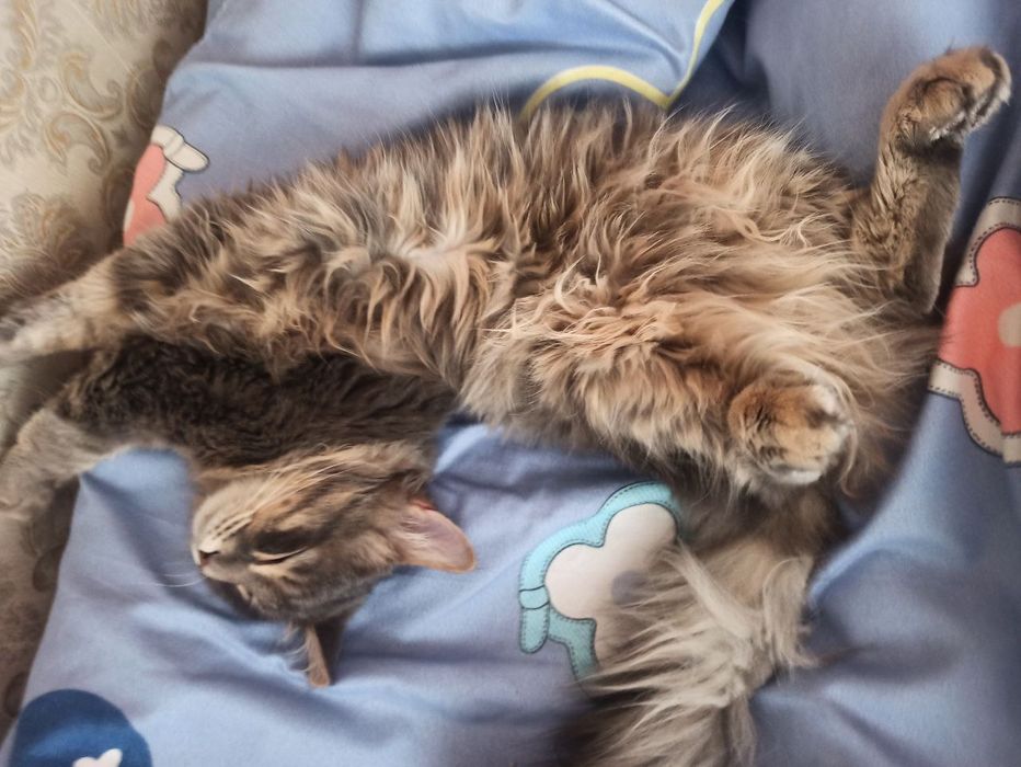 Кот 8 месяцев пушистый милый обязательно понравится