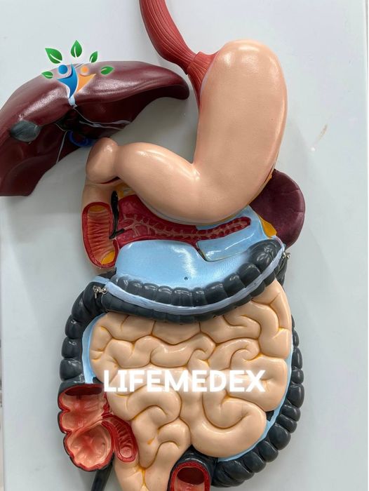 Муляж, Mulyaj, Анотамичискиe Муляжи