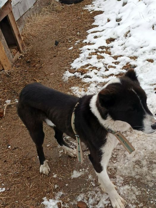 Alabay sotiladi 10 oylik kuchuk