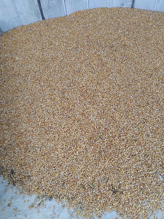 Porumb boabe prod 2025