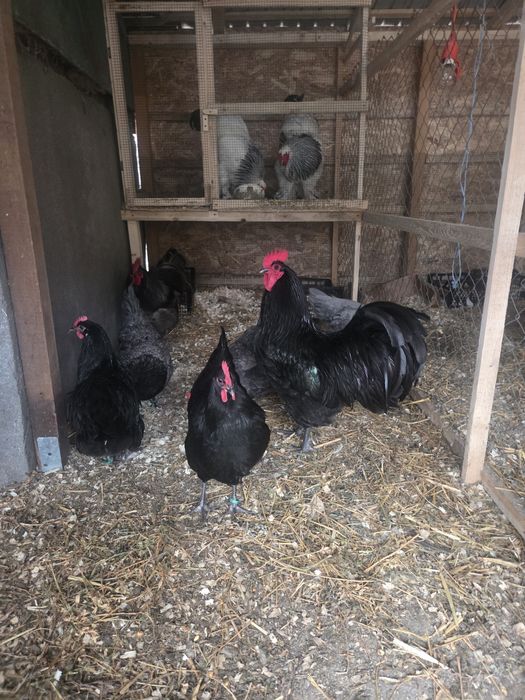 Oua incubat disponibile