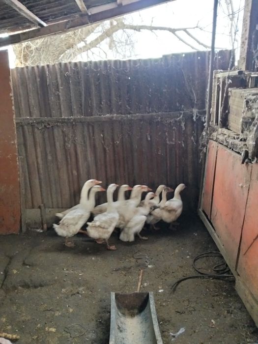 Продам гусей гусей