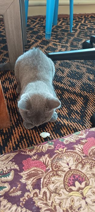 Mushuk sotiladi.  Британская короткошерстная parodasi