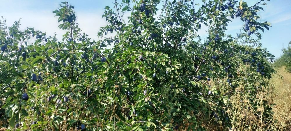 Prune de vanzare