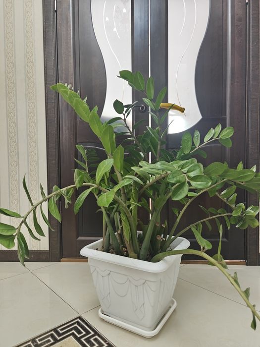 Продам долларовое дерево